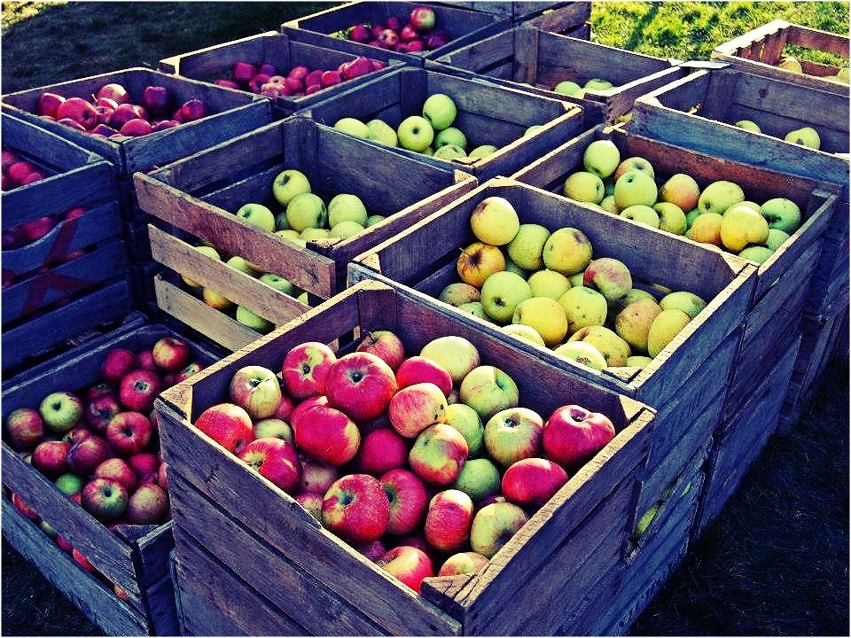 Nomad Luxuries photo taken of fresh fall apples in crates ready for sale. 