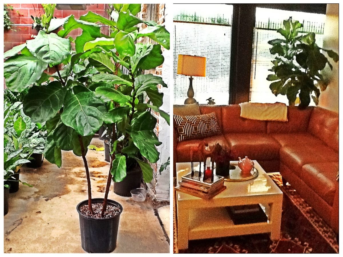 Nomad Luxuries inspiration photo collage of personal plant decor placement. 