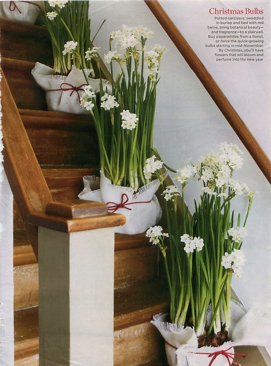 Nomad Luxuries; fully sprouted paper whites posing on a wooden stairwell. 
