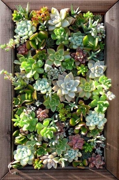 Nomad Luxuries photo of a colorful succulent garden. 